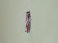 Pale Apple Leafroller Moth - Saratoga County, NY - 04/12/15