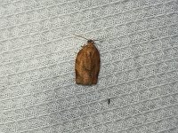 Parellel-Banded Leafroller Moth - Saratoga County, NY - 06/13/15