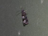 Phaneta parmatana - Saratoga County, NY - 08/08/15