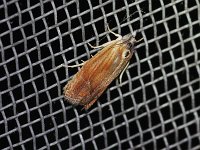 Phaneta umbrastriana - Saratoga County, NY - 05/27/16