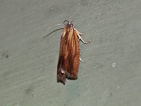 Phaneta umbrastriana - Saratoga County, NY - 05/25/15