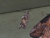 Poplar Branchlet Borer Moth - Saratoga County, NY - 08/23/15