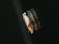 Pseudexentera costomaculana - Saratoga County, NY - 05/02/15