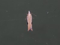 Pseudexentera costomaculana - Saratoga County, NY - 05/02/15