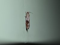 Pseudexentera virginiana - Saratoga County, NY - 04/12/15