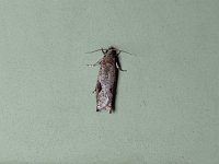 Pseudexentera virginiana - Saratoga County, NY - 04/12/15