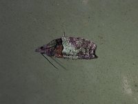 Raspberry Leaf-Roller Moth - Saratoga County, NY - 08/30/15