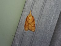 Reticulated Fruitworm Moth - Saratoga County, NY - 07/17/15