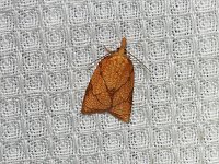 Reticulated Fruitworm Moth - Saratoga County, NY - 07/22/15