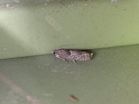 Shagbark Hickory Leafroller Moth - Saratoga County, NY - 05/03/15