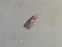 Small Aspen Leaftier Moth - Saratoga County, NY - 10/17/14