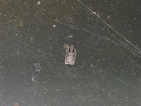 Small Aspen Leaftier Moth - Saratoga County, NY - 10/20/14