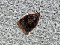 Smoked Leafroller Moth - Saratoga County, NY - 07/08/15