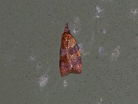 Spring Dead-Leaf Roller Moth - Saratoga County, NY - 07/03/15