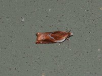 Strawberry Leafroller Moth - Saratoga County, NY  - 05/30/15
