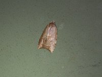 The Batman Moth - Saratoga County, NY - 06/16/15