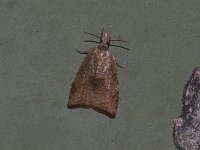 The Batman Moth - Saratoga County, NY - 06/21/15