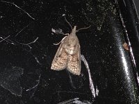 Tufted Apple Budmoth - Saratoga County, NY - 06/04/15