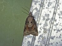 Tufted Apple Budmoth - Saratoga County, NY - 06/13/15