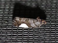 White-Spotted Hedya Moth - Saratoga County, NY - 06/24/17