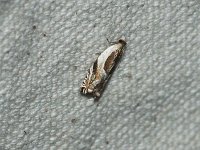 Yellow Birch Leaffolder Moth - Saratoga County, NY - 05/29/15