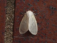 Satin Moth - Saratoga County, NY - 06/29/15