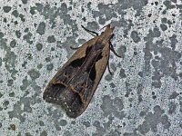 Bilobed Dichomeris Moth - Saratoga County, NY - 07/06/15