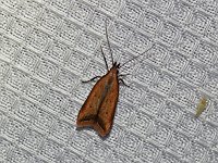 Black-Edged Carbatina Moth - Saratoga County, NY - 06/13/15