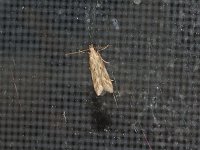 Burdock Seedhead Moth - Saratoga County, NY- 06/21/15