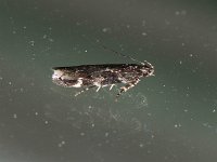 Chionodes bicostomaculella - Saratoga County, NY- 07/13/15