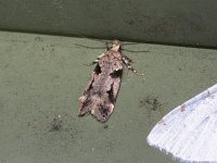 Chionodes fondella - Saratoga County, NY - 07/06/15