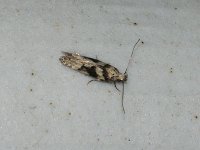 Coleotechnites atrupictella - Saratoga County, NY - 08/02/15