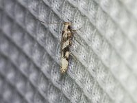 Coleotechnites atrupictella - Saratoga County, NY - 08/06/15