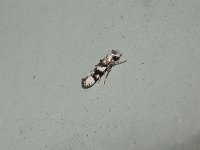 Coleotechnites atrupictella - Saratoga County, NY - 08/09/15