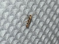 Conifer Coleotechnites Moth - Hartford County, CT- 06/19/15