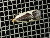 Cream-Edged Dichomeris Moth - Saratoga County, NY - 07/06/17