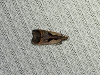 Dichomeris vindex - Saratoga County, NY - 07/05/15