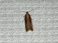 Eyeringed Chionodes Moth - Saratoga County, NY - 08/17/15