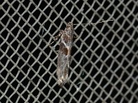 Gnorimoschema gallaesolidagini - Saratoga County, NY - 08/31/15