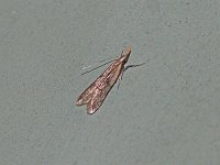 Many-Spotted Dichomeris Moth - Saratoga County, NY- 06/21/15