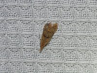 Many-Spotted Dichomeris Moth - Saratoga County, NY- 07/12/15