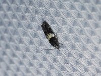 Pubitelphusa latifasciella - Hartford County, CT- 06/20/15