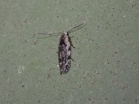 Sinoe robiniella - Saratoga County, NY - 08/09/15