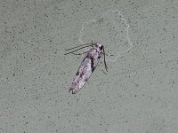 Stripe-Backed Moth - Saratoga County,  NY - 05/12/15