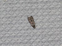 Taygete attributella - Hartford County, CT- 06/19/15