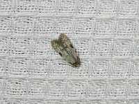 Taygete attributella - Saratoga County, NY- 07/12/15