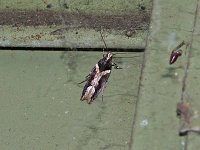 Telphusa longifasciella - Saratoga County,  NY - 05/18/15