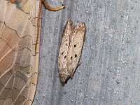 Ten-Spotted Honeysuckle Moth - Saratoga County, NY - 07/04/15
