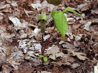 Jack-In-The-Pulpit - Saratoga County, NY - 05/08/21