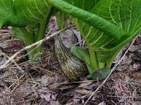 Skunk Cabbage - Saratoga County, NY - 04/20/21